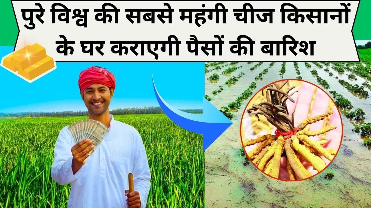 पुरे विश्व की सबसे महंगी चीज किसानों के घर कराएगी पैसों की बारिश