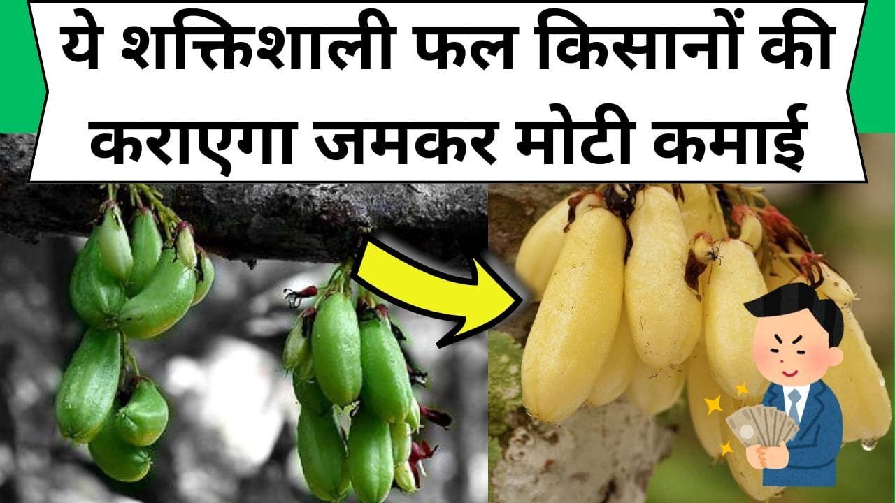 ये शक्तिशाली फल किसानों की कराएगा जमकर मोटी कमाई