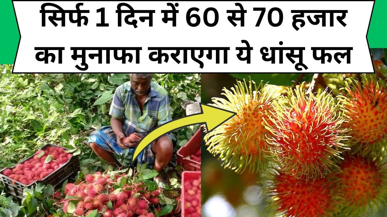 सिर्फ 1 दिन में 60 से 70 हजार का मुनाफा कराएगा ये धांसू फल