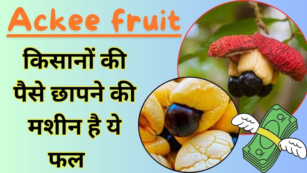 किसान भाई के लिए लाखों पैसे छापने की मशीन है ये फल