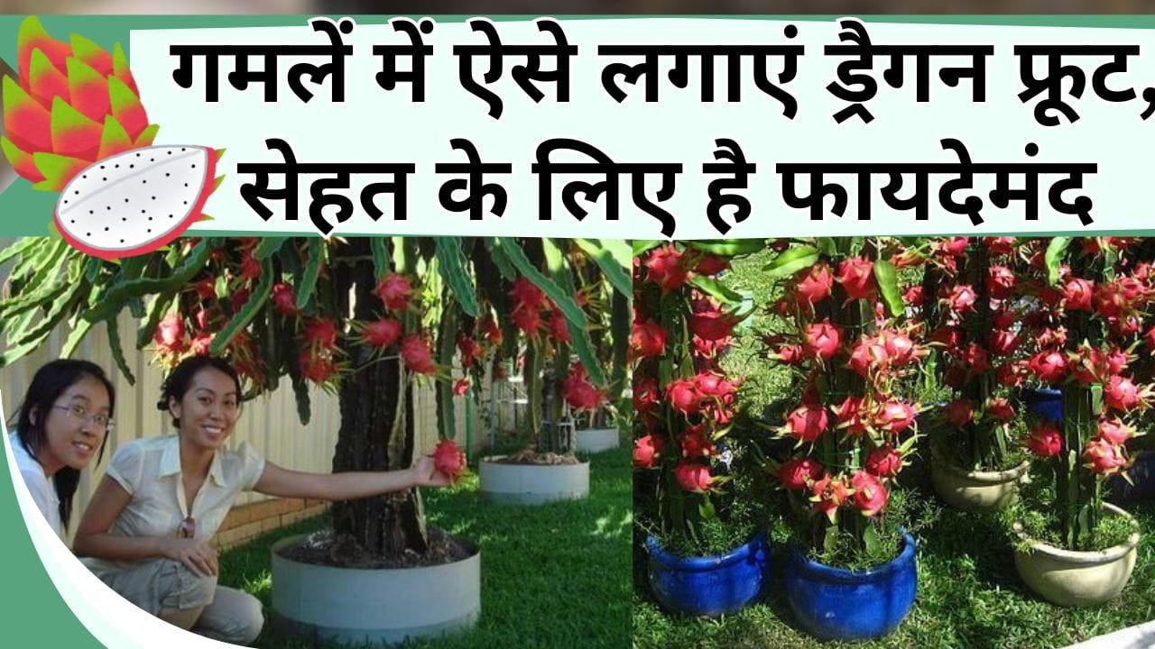 गमलें में लगाएं ड्रैगन फ्रूट, सेहत के लिए फायदेमंद, देखने वालो की लग जायेगी लाइन