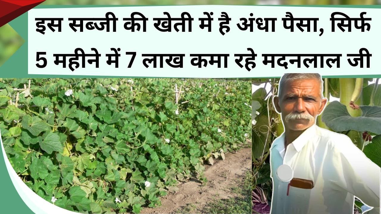 इस सब्जी की खेती में है अंधा पैसा, सिर्फ 5 महीने में 7 लाख कमा रहे मदनलाल जी, जानिये पुरानी विधि से कैसे बचा रहे पैसा