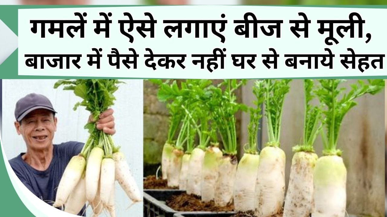 गमलें में मूली का लगाना है इतना आसान तो बाजार से क्यों खरीदना, सेहत के लिए फायदेमंद है मूली, जानें बीज से मूली कैसे लगाएं