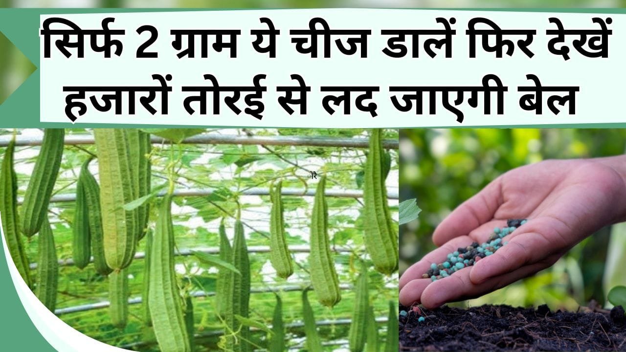 सिर्फ 2 ग्राम ये चीज डालें फिर देखें तोरई की बेल हजारों तोरई से लद जायेगी, हरी सब्जी खाते-खाते थक जाएंगे