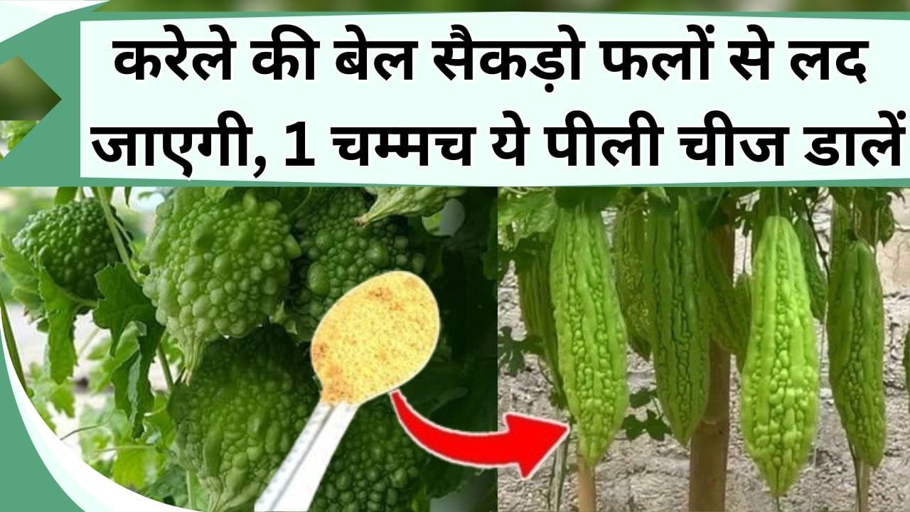 करेले की बेल सैकड़ो फलों से लद जाएगी, 1 चम्मच ये पीली चीज डालें, इतने करेले देख जल जाएंगे पड़ोसी
