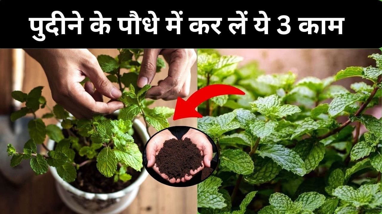 पुदीने के पौधे में कर लें ये 3 काम, ढेरों अनगिनत पत्तियां से लद जाएगी पुदीने की बेल