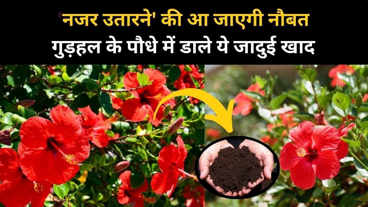 Gardening tips: 'नजर उतारने' की आ जाएगी नौबत, गुड़हल के पौधे में डाले ये जादुई खाद, पौधे में पत्तियों से ज्यादा फूल खिले नजर आएंगे