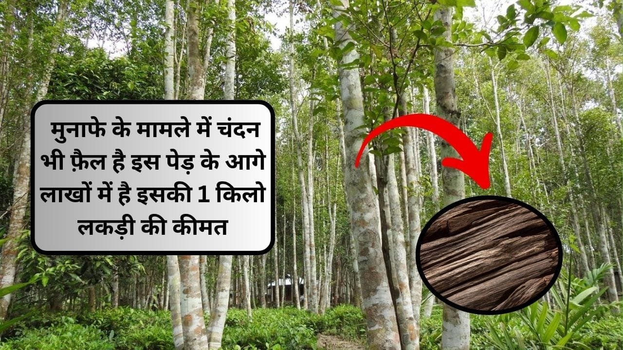 मुनाफे के मामले में चंदन भी फ़ैल है इस पेड़ के आगे, लाखों रूपए में है इसकी 1 किलो लकड़ी की कीमत इसकी खेती से होगी करोड़ों में मोटी कमाई, जाने पेड़ का नाम