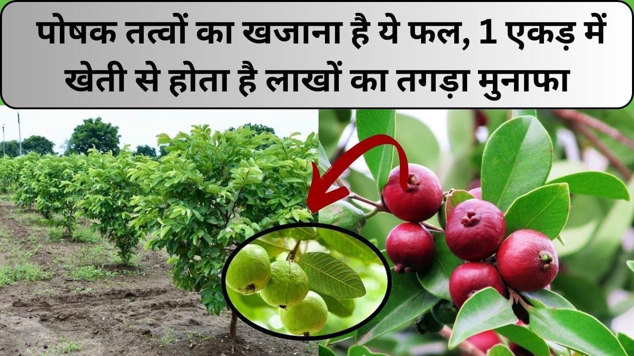 पोषक तत्वों का खजाना है ये फल, खेती से कराता है किसानों की जबरदस्त कमाई 1 एकड़ में होता है लाखों का तगड़ा मुनाफा, जाने कौन-सा फल है
