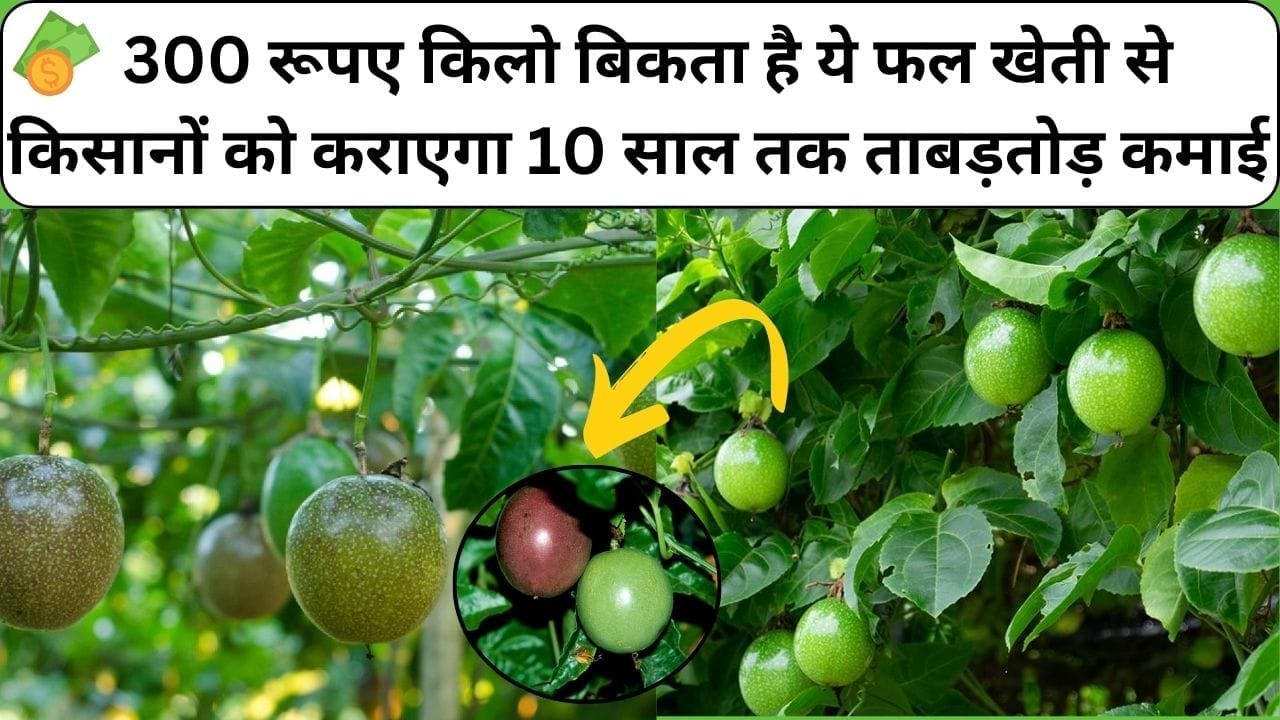 300 रूपए प्रति किलो बिकता है ये विदेशी फल, खेती से किसानों को कराएगा 10 साल तक ताबड़तोड़ कमाई, जाने कौन-सा फल है