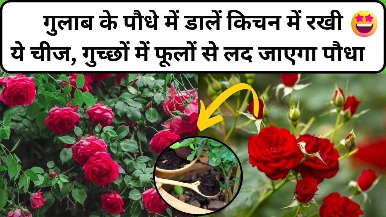 Gardening tips: गुलाब के पौधे में डालें किचन में रखी ये चमत्कारी चीज, गुच्छों में अनगिनत फूलों से लद जाएगा गुलाब का पौधा, जाने कौन-सी चीज है