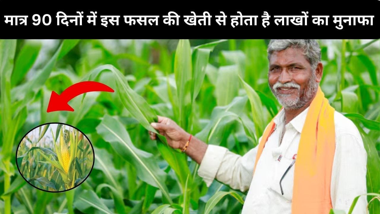 मात्र 90 दिनों में इस फसल की खेती से होता है लाखों रूपए का तगड़ा मुनाफा, कम समय में खेती से हो जाएंगे मालामाल, जाने कौन-सी खेती है
