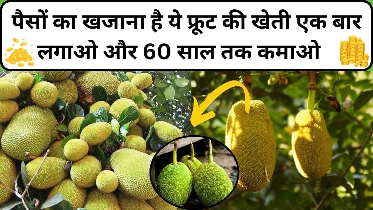 पैसों का खजाना है ये फ्रूट की खेती, एक बार लगाओ और 60 साल तक कमाओ 1 एकड़ में होती है 10 लाख रूपए की तगड़ी कमाई, जाने खेती करने का तरीका