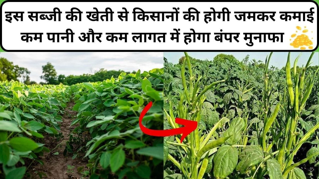 इस सब्जी की उन्नत खेती से किसानों की होगी जमकर कमाई, कम पानी मेहनत और लागत में होगा बंपर मुनाफा समेत जबरदस्त उत्पादन, जाने कौन-सी सब्जी है