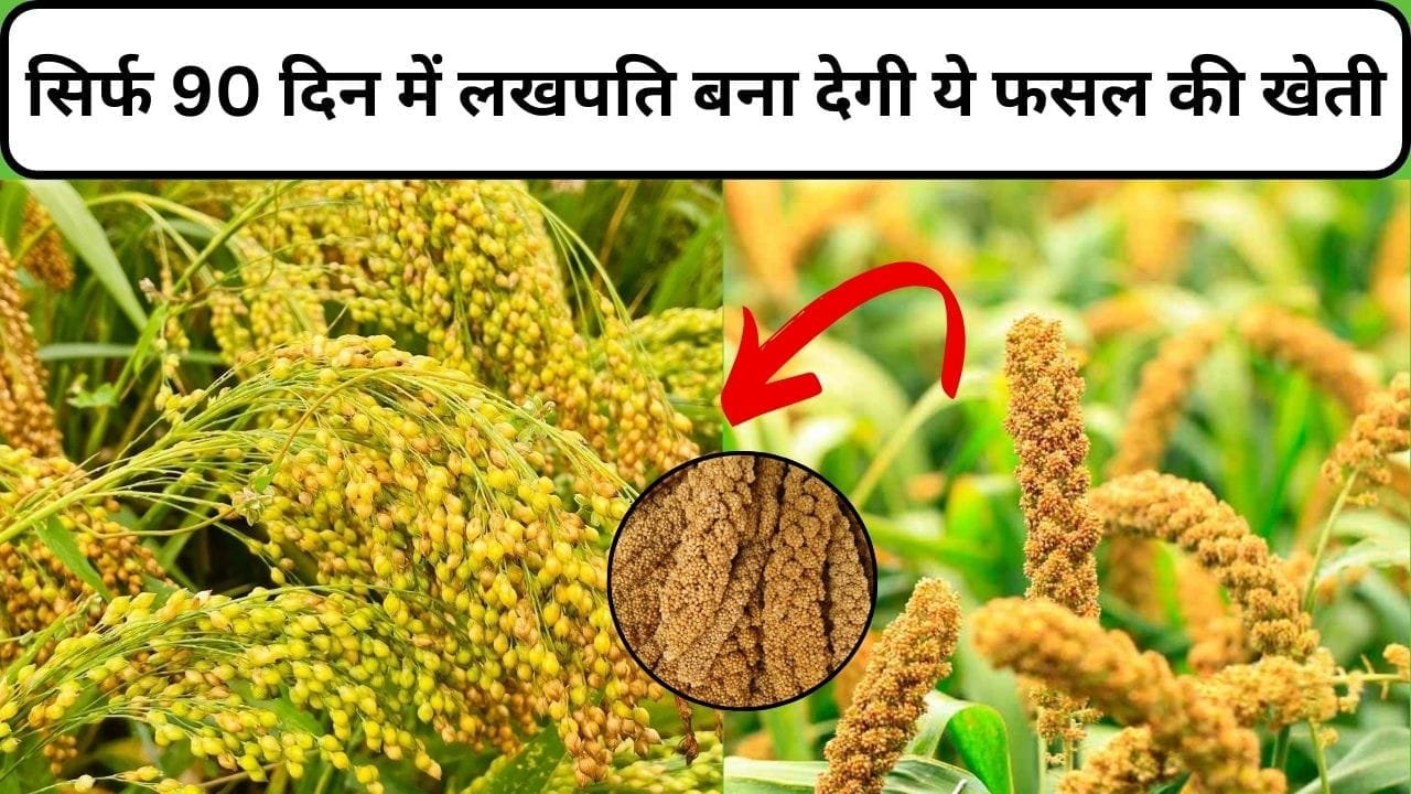 सिर्फ 90 दिन में लखपति बना देगी ये फसल की खेती, बाजार में है इसकी भारी भरकम डिमांड खेती कर हो जाएंगे कम दिनों में मालामाल, जाने फसल का नाम