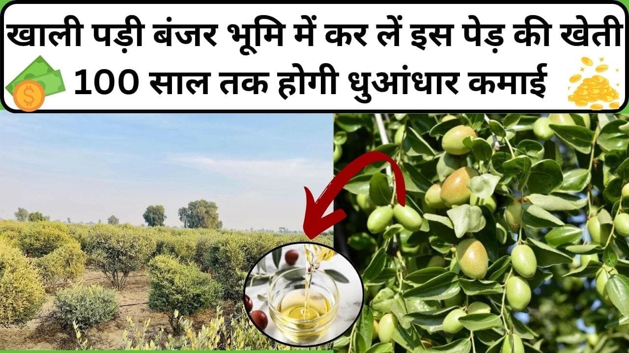 खाली पड़ी बंजर भूमि में कर लें इस पेड़ की खेती, 100 साल तक होगी धुआंधार कमाई 7 हजार रूपए प्रति लीटर बिकता है इसका तेल, जाने कौन-सा पेड़ है