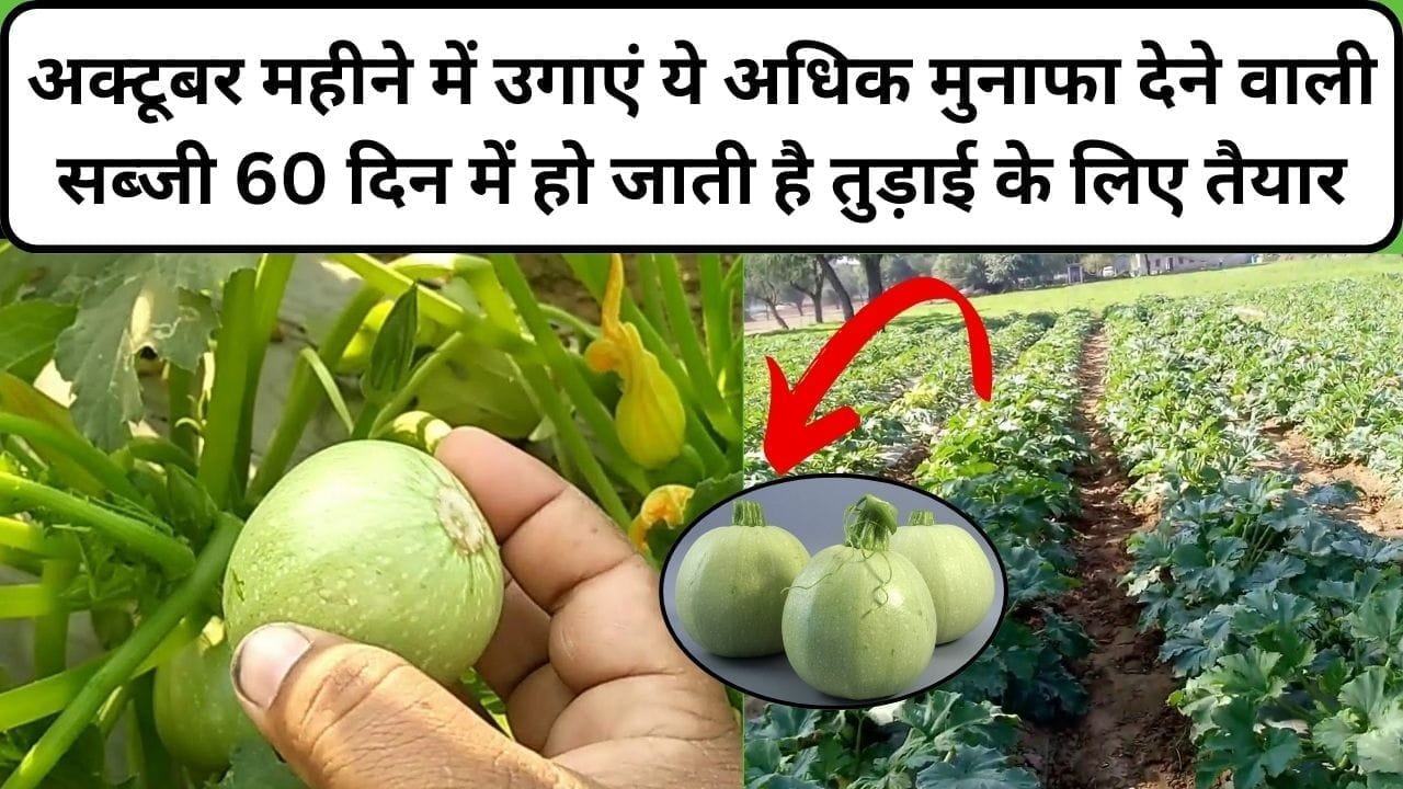 अक्टूबर महीने में उगाएं ये अधिक मुनाफा देने वाली सब्जी, 60 दिन में हो जाती है तुड़ाई के लिए तैयार, जाने खेती करने का तरीका