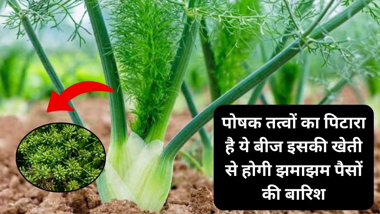 पोषक तत्वों का पिटारा है ये हरे बीज, इसकी खेती किसानों को बनाएगी लखपति झमाझम होगी पैसों की बारिश, जाने खेती करने का तरीका