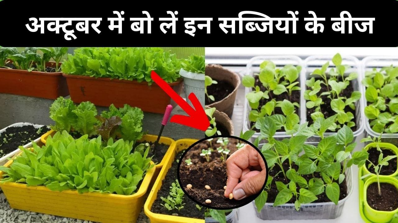 Gardening tips: अक्टूबर में बो लें इन सब्जियों के बीज, विंटर सीजन आने तक पौधों में मिलेगी ढेरों लदी हुई फ्रेश सब्जियां, जाने कौन-सी सब्जी है