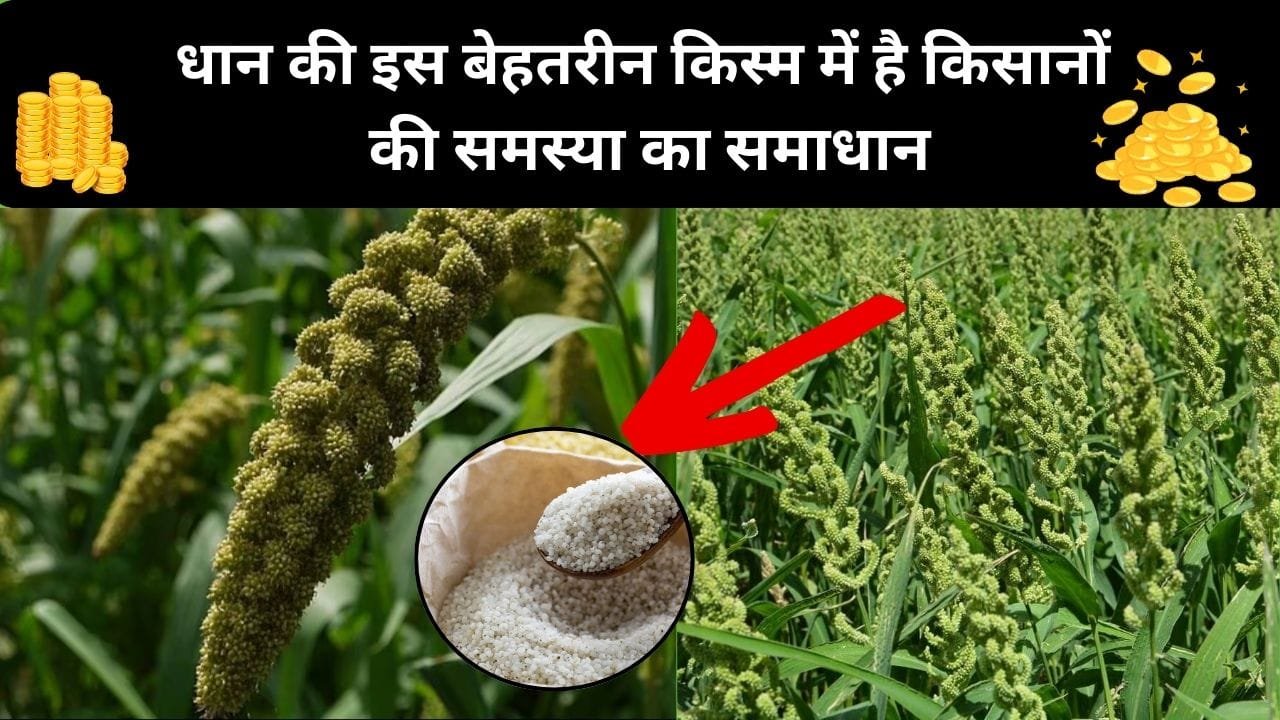 धान की इस बेहतरीन किस्म में है किसानों की समस्या का समाधान, खेती कर हो जाएंगे किसान धनवान कम लागत में मिलेगा बंपर मुनाफा, जाने कौन-किस्म है