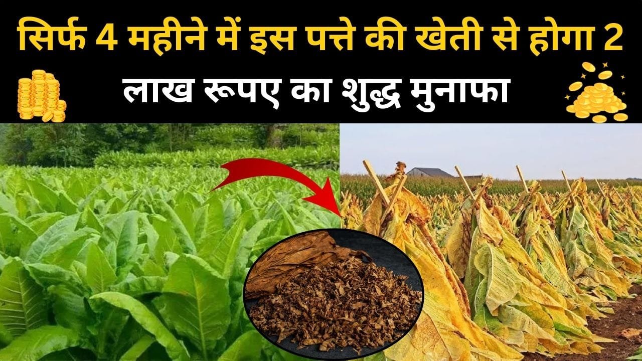 सिर्फ 4 महीने में इस पत्ते की खेती से होगा 2 लाख रूपए का शुद्ध मुनाफा, कम ख़र्चे और कम दिनों में होगी ताबड़तोड़ कमाई, जाने कौन-सा पत्ता है