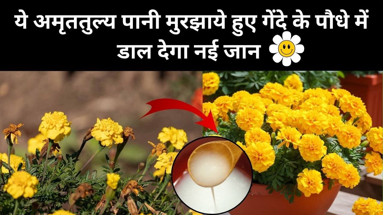 Gardening tips: ये अमृततुल्य पानी मुरझाये हुए गेंदे के पौधे में डाल देगा नई जान, हमेशा ढेरों फूलों से लदा रहेगा गेंदे का पौधा, जाने कौन-सा पानी है