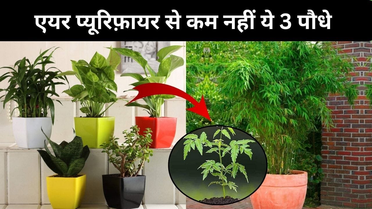 एयर प्यूरिफ़ायर से कम नहीं ये 3 पौधे, हवा को करते है एकदम शुद्ध और सेहत भी रहती है तंदुरुस्त, जाने नाम और काम