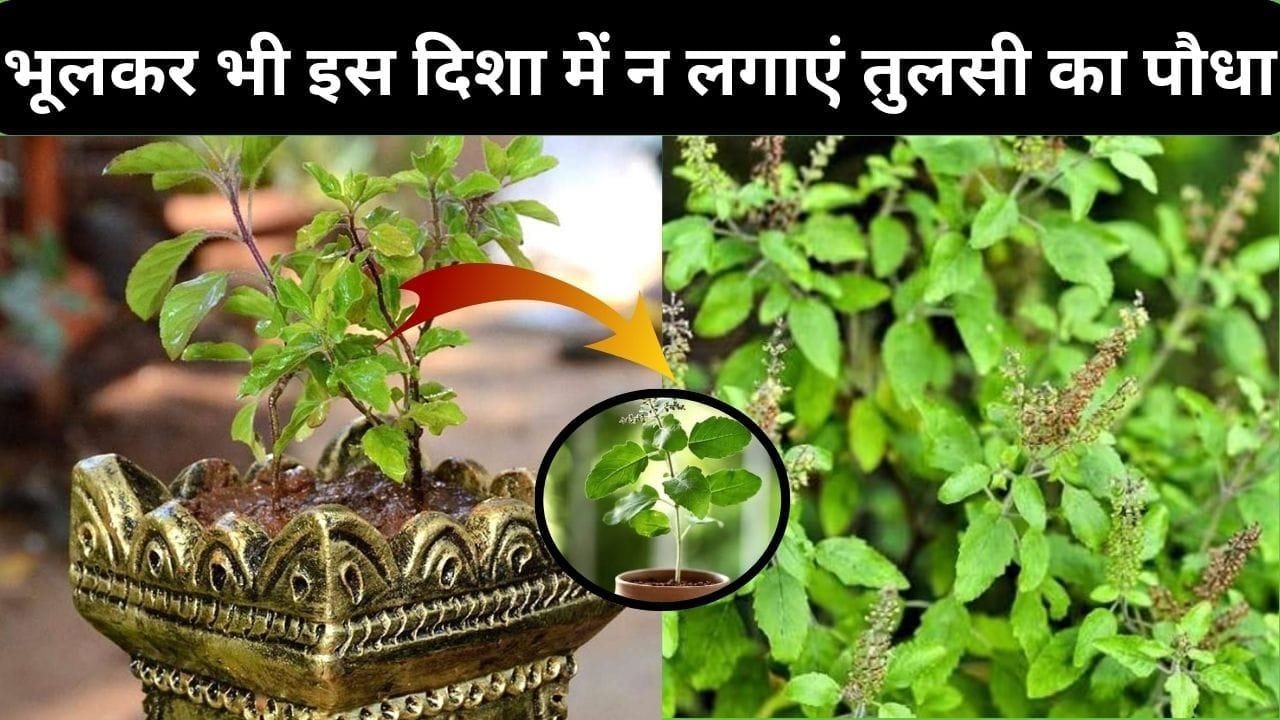 Vastu tips: भूलकर भी इस दिशा में न लगाएं तुलसी का पौधा, घर में आ जाएगी कंगाली समेत ढेरों परेशानियां, जाने पौधा लगाने की सही दिशा