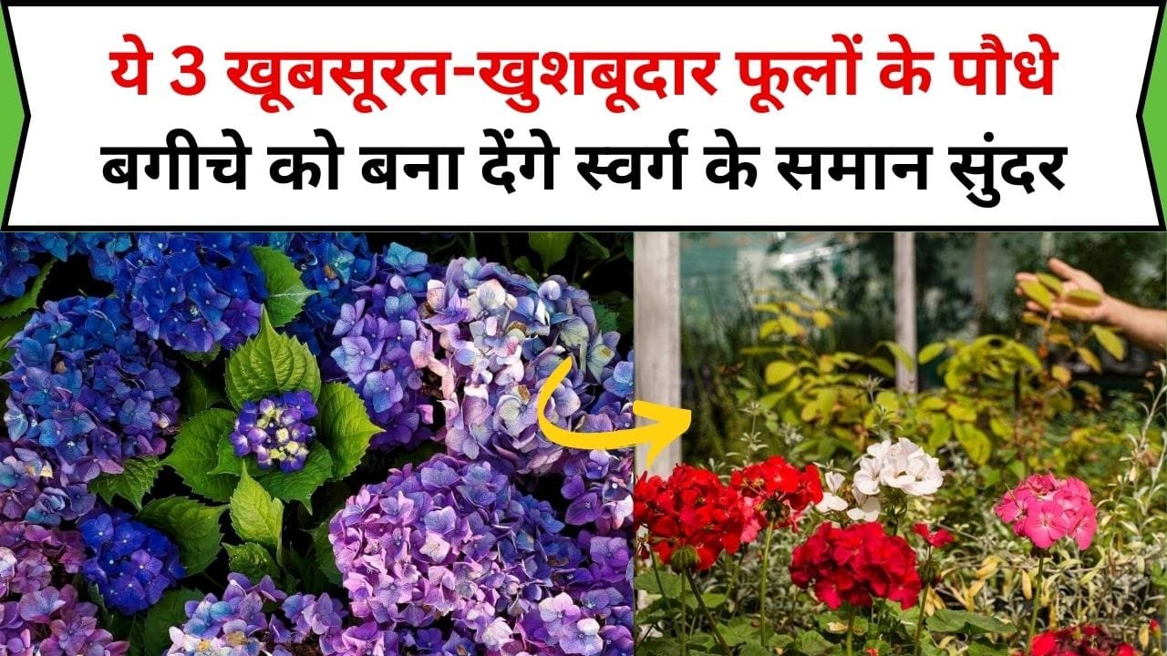 ये 3 खूबसूरत-खुशबूदार फूलों के पौधे बगीचे को बना देंगे स्वर्ग के समान सुंदर, आसानी से होते है तैयार बगीचे की शोभा में लगा देते है चार चांद, जाने फूलों के नाम