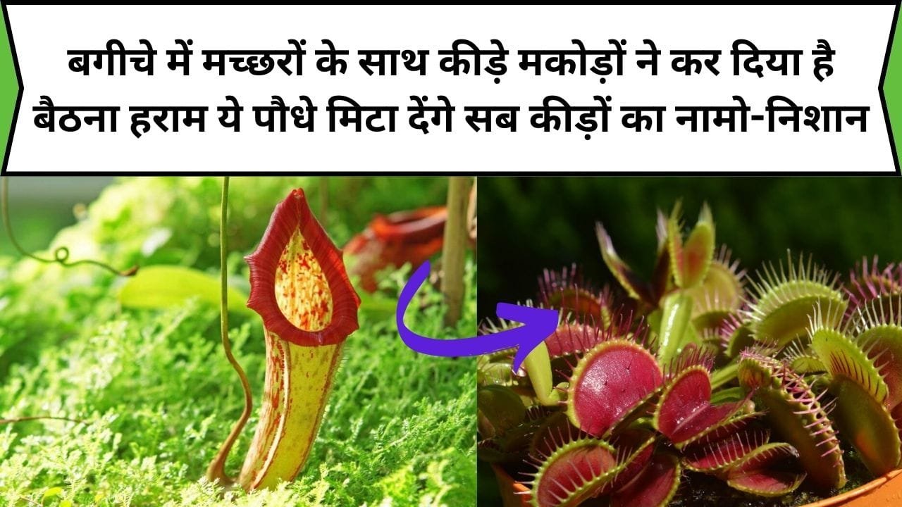 बगीचे में मच्छरों के साथ कीड़े मकोड़ों ने कर दिया है बैठना हराम तो ये मांसाहारी पौधे मिटा देंगे सब कीड़ों का नामो-निशान, जाने पौधों के नाम