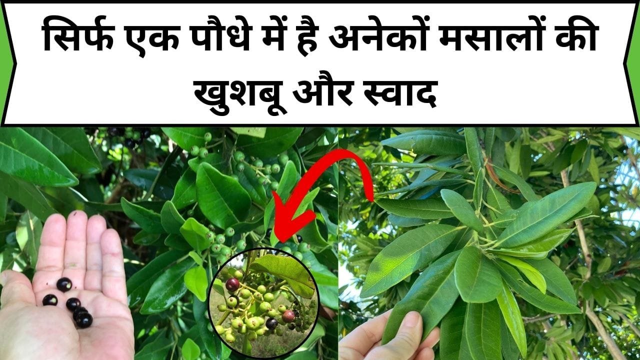 सिर्फ एक पौधे में है अनेकों मसालों की खुशबू और स्वाद, घर में ही लगाएं और बाजार से तरह-तरह के मसाले खरीदने के पैसे बचाए, जाने पौधा लगाने का तरीका