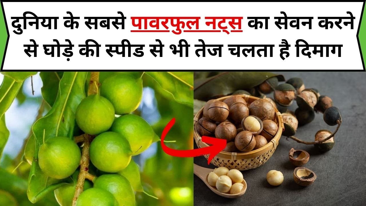 दुनिया के सबसे पावरफुल नट्स का सेवन करने से घोड़े की स्पीड से भी तेज चलता है दिमाग, अंग-अंग बनते है फौलाद, जाने नाम और काम