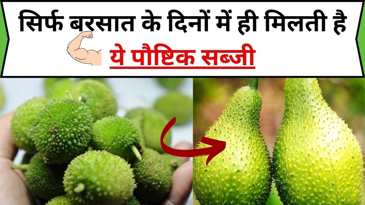 सिर्फ बरसात के दिनों में ही मिलती है ये पौष्टिक सब्जी, मटन से 4 गुना ताकतवर होते है इसके पोषक तत्व, जाने नाम और काम