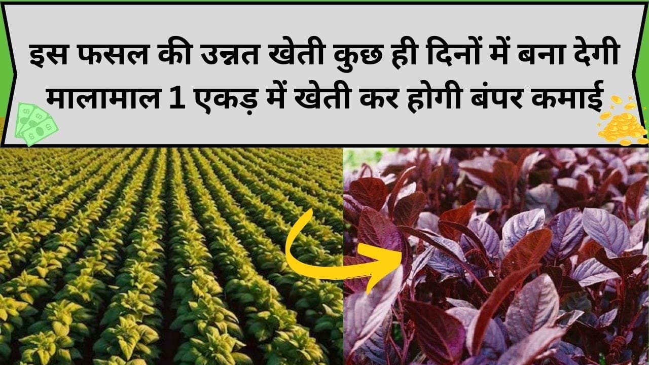 इस फसल की उन्नत खेती कुछ ही दिनों में बना देगी मालामाल, 1 एकड़ में खेती कर होगी बंपर कमाई लागत भी आएगी बेहद कम, जाने कौन-सी सब्जी है