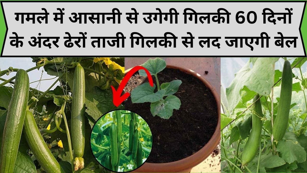 Gardening Tips: गमले में आसानी से उगेगी गिलकी, 60 दिनों के अंदर ढेरों ताजी गिलकी से लद जाएगी बेल, जाने पौधा लगाने आसान का तरीका
