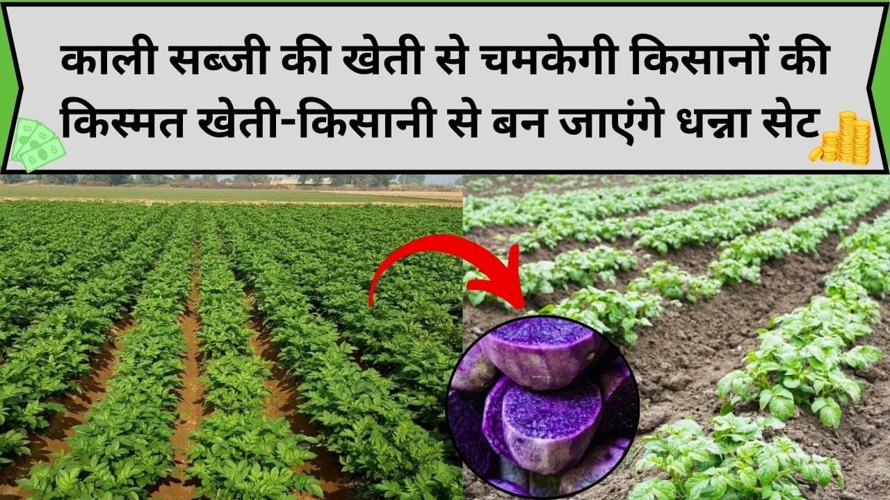 काली सब्जी की खेती से चमकेगी किसानों की किस्मत, 1 बीघा जमीन में होगी छप्परफाड़ कमाई खेती-किसानी से बन जाएंगे धन्ना सेट, जाने कौन-सी सब्जी है