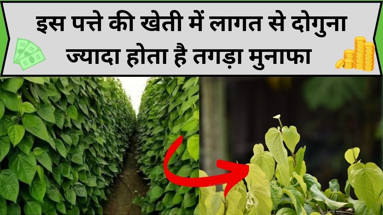 इस पत्ते की खेती में लागत से दोगुना ज्यादा होता है तगड़ा मुनाफा, थोड़ी-सी जमीन में भी होगा जबरदस्त उत्पादन, जाने बुवाई का सही तरीका