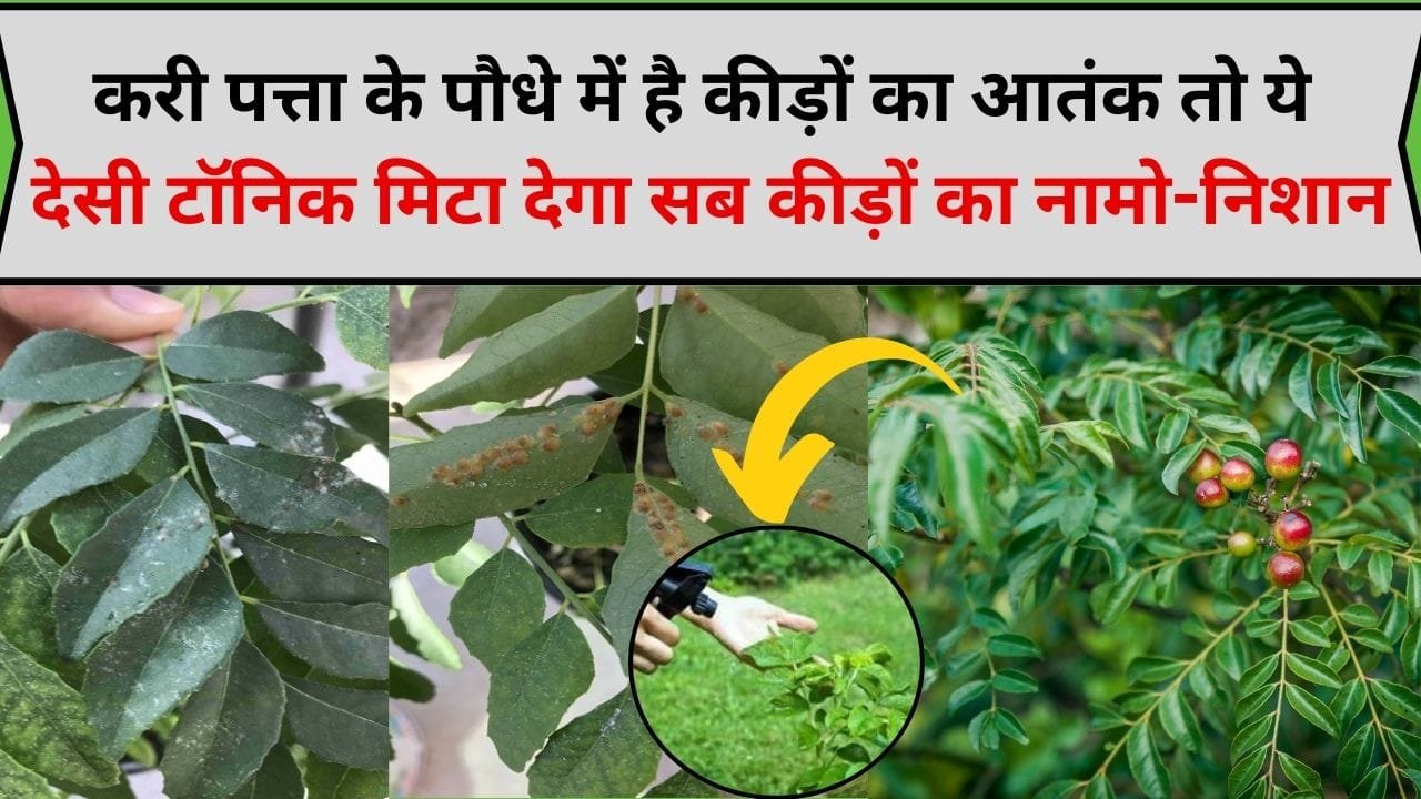 Gardening Tips: करी पत्ता के पौधे में है कीड़ों और मिली बग का आतंक, तो ये देसी टॉनिक मिटा देगा सब कीड़ों का नामो-निशान, घर पर ऐसे करें तैयार