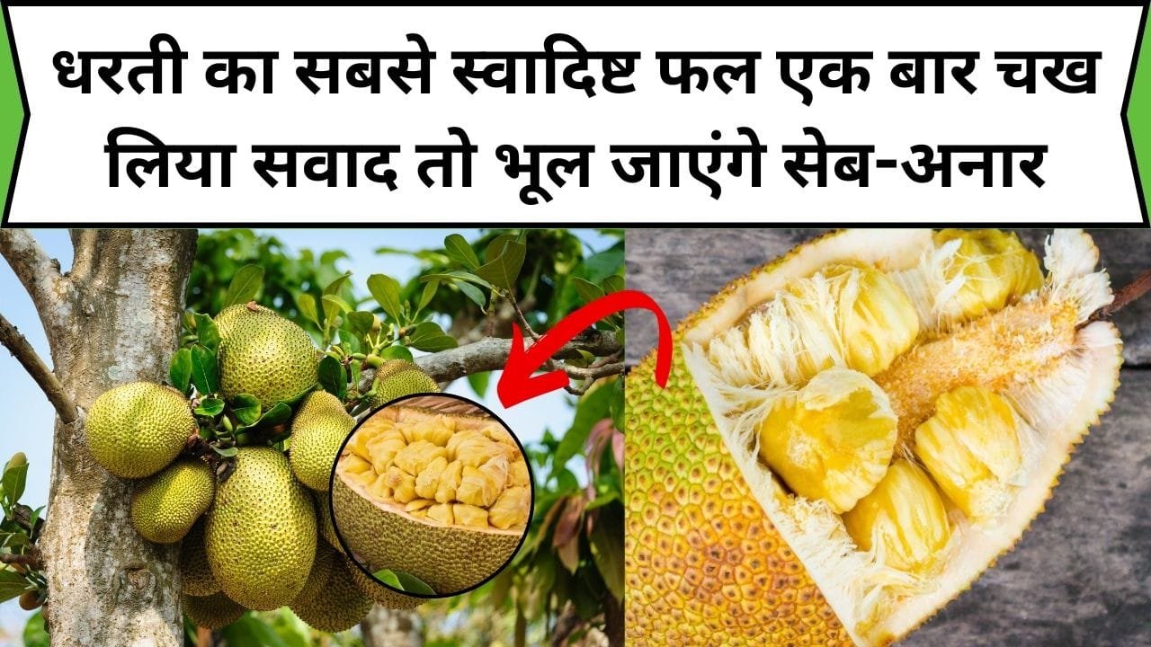 धरती का सबसे स्वादिष्ट फल एक बार चख लिया सवाद तो भूल जाएंगे सेब-अनार, इसका सेवन बुढ़ापे के शरीर को बना देता है बाहुबली, जाने नाम और काम