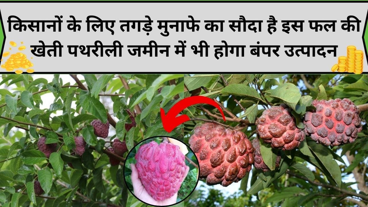 किसानों के लिए तगड़े मुनाफे का सौदा है इस अद्भुत फल की खेती, पथरीली जमीन में भी होगा बंपर उत्पादन, जाने कौन-सा फल है
