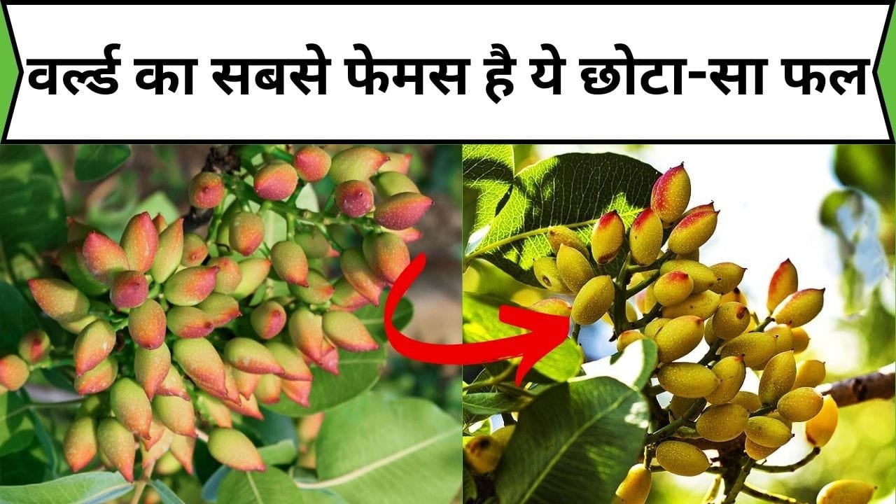 वर्ल्ड का सबसे फेमस है ये छोटा-सा फल, शरीर से लेकर दिमाग तक में पहुंचाता है लाभ, जाने नाम और काम