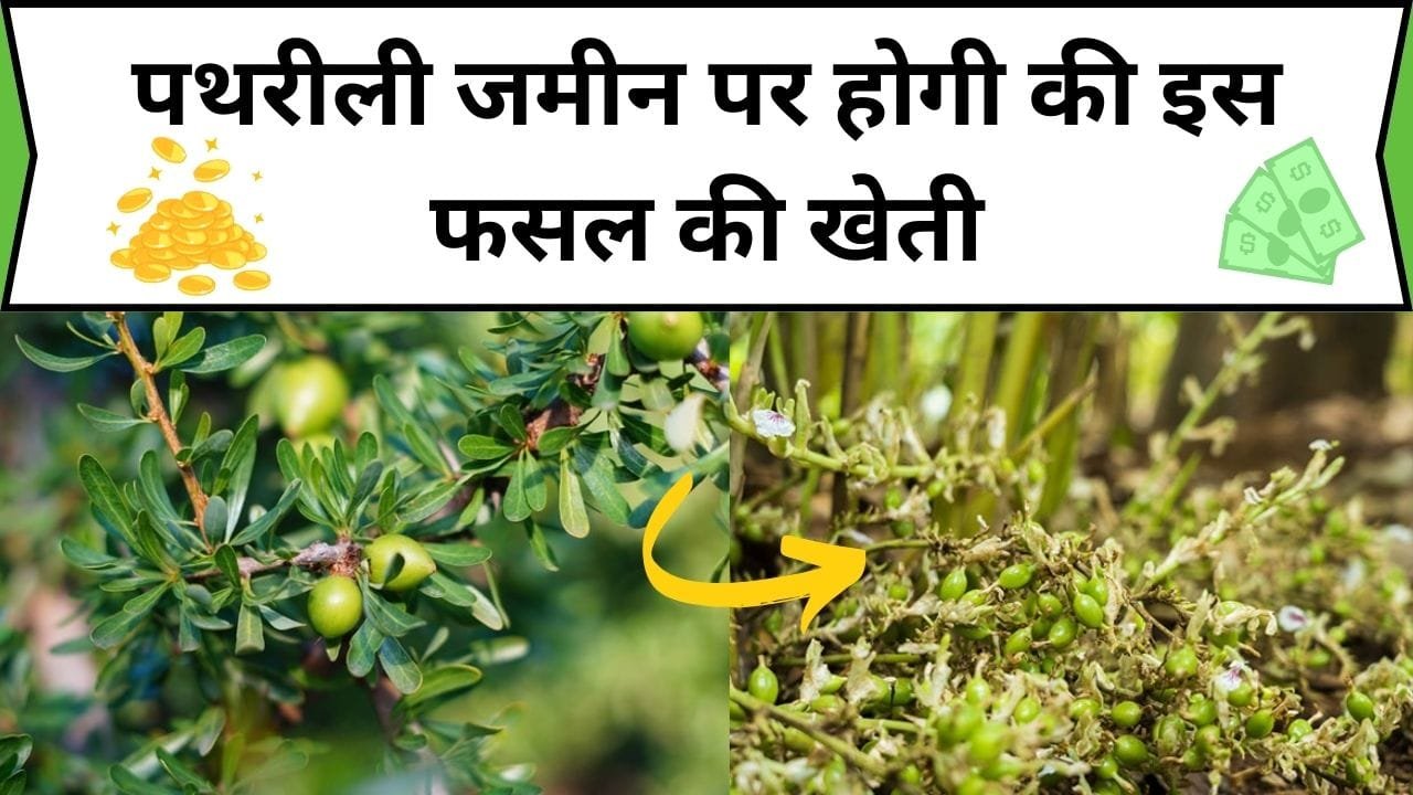 पथरीली जमीन पर होगी की इस फसल की खेती, बाजार में 2 हजार रूपए किलो बिकती है, जानिए फसल का नाम