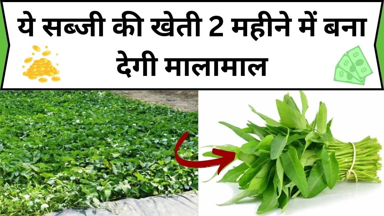 ये सब्जी की खेती 2 महीने में बना देगी मालामाल, खाद का खर्चा भी बच जाएगा सिर्फ पानी पीता है ये पौधा, जानिए सब्जी का नाम