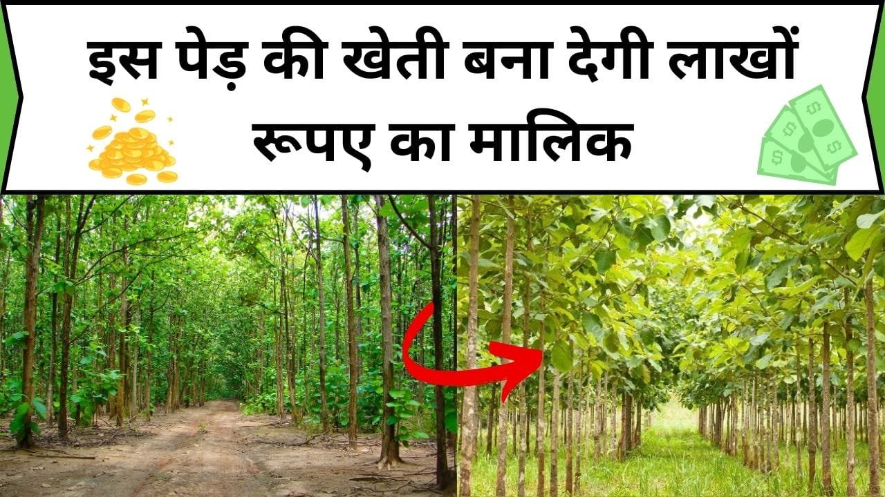 इस पेड़ की खेती बना देगी लाखों रूपए का मालिक, एक बार की मेहनत देगी जिंदगी भर का ऐशो आराम, जानिए कौन-सा पेड़ है