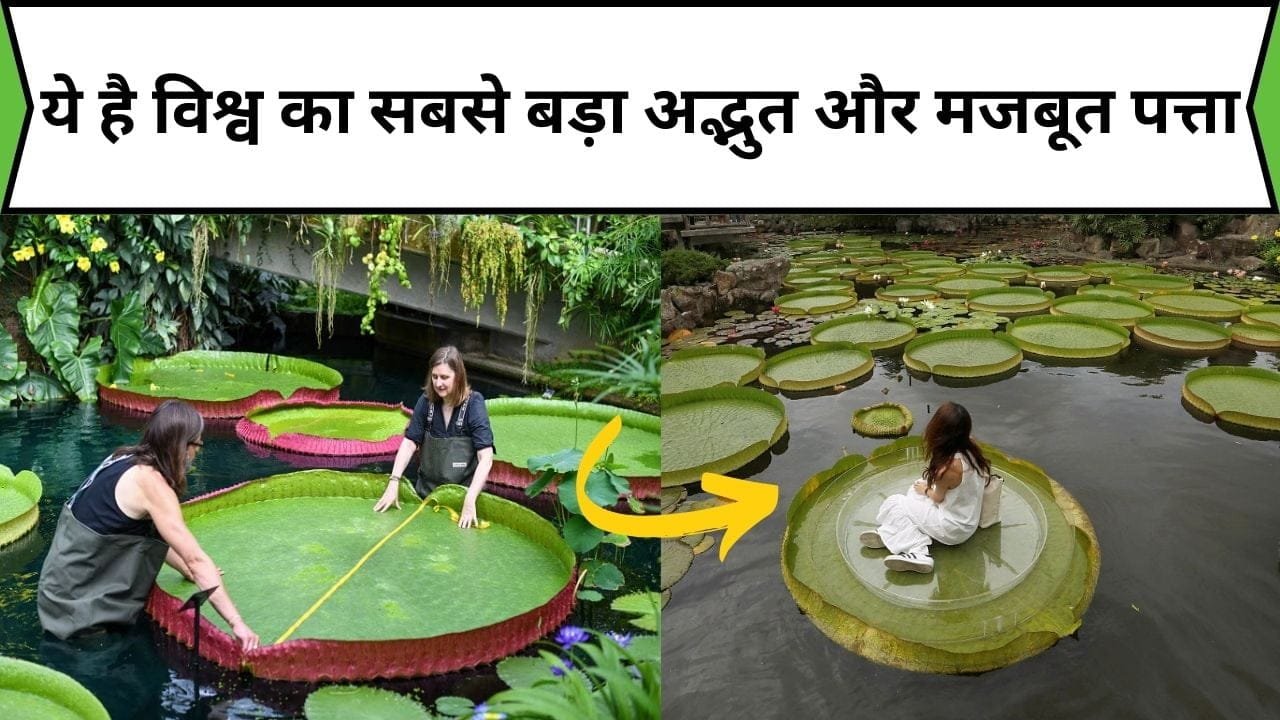 ये है विश्व का सबसे बड़ा अद्भुत और मजबूत पत्ता, एक पत्ते पर आराम से बैठ सकता एक इंसान, जाने नाम और काम