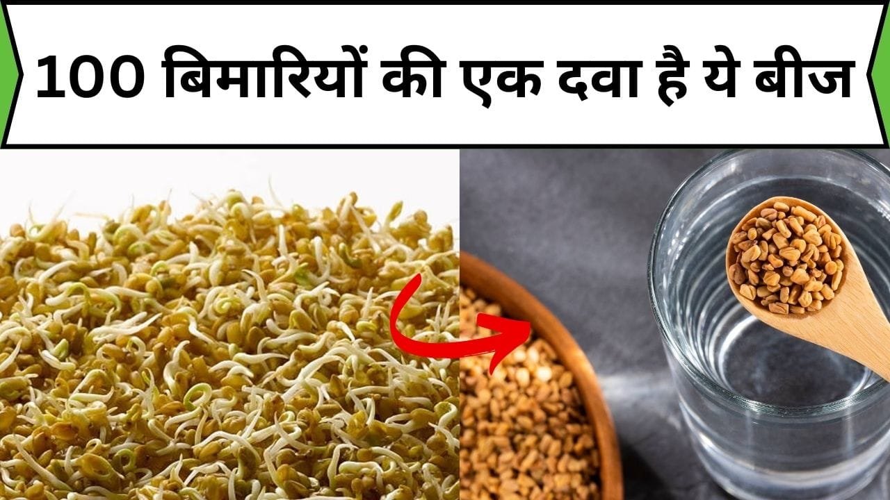 100 बिमारियों की एक दवा है ये बीज, भिगोकर खाने से शरीर में बढ़ेगा कैल्शियम-प्रोटीन, जाने नाम और काम