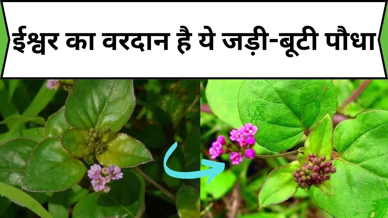 ईश्वर का वरदान है ये जड़ी-बूटी पौधा, आयुर्वेद में बनाई जाती है इसकी औषधि, जाने नाम और काम