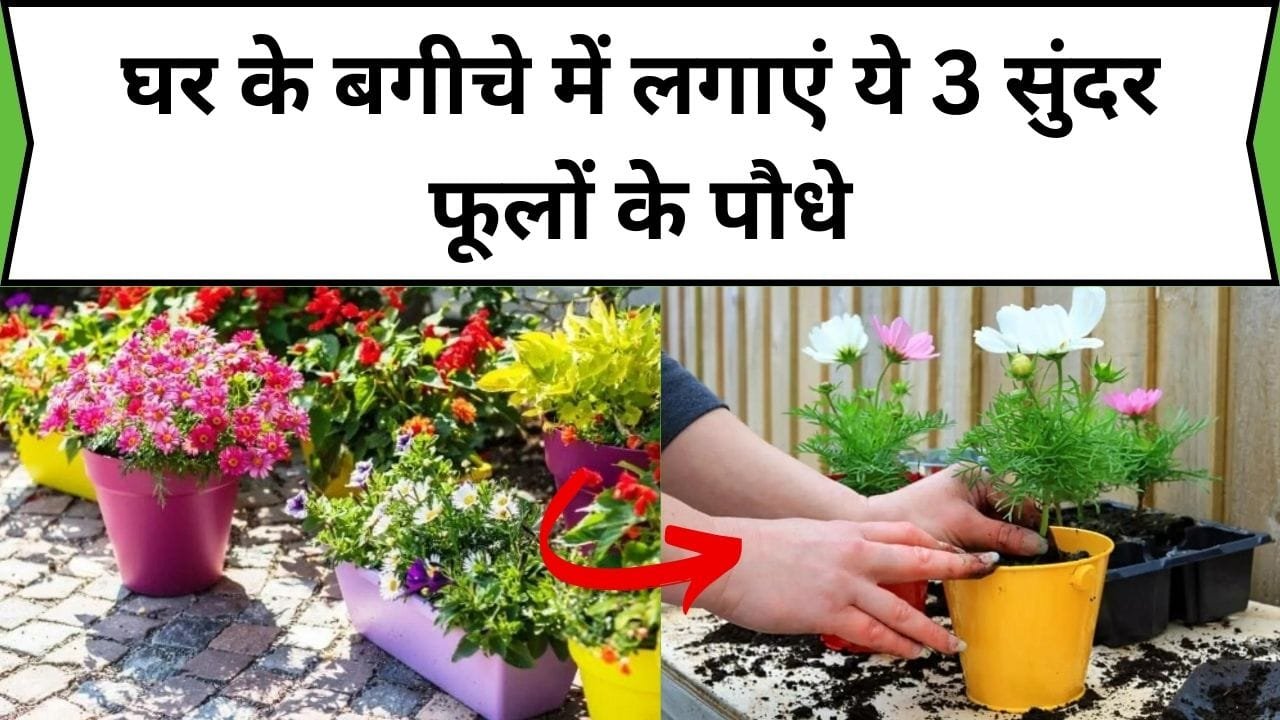 घर के बगीचे में लगाएं ये 3 सुंदर फूलों के पौधे, बारिश में बगीचा होगा आकर्षित और हरा भरा, जानिए फूलों के नाम
