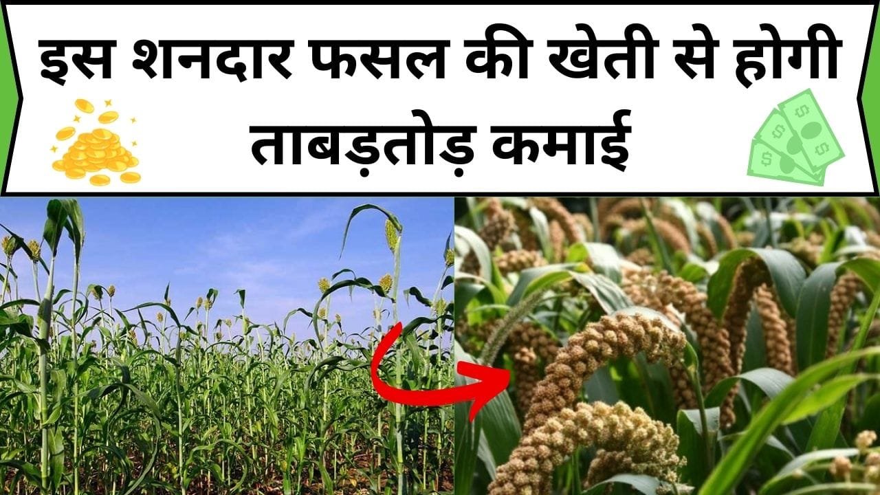 इस शनदार फसल की खेती से होगी ताबड़तोड़ कमाई, लागत भी कम आएगी और उत्पादन भी होगा बंपर, जानिए कौन-सी खेती है