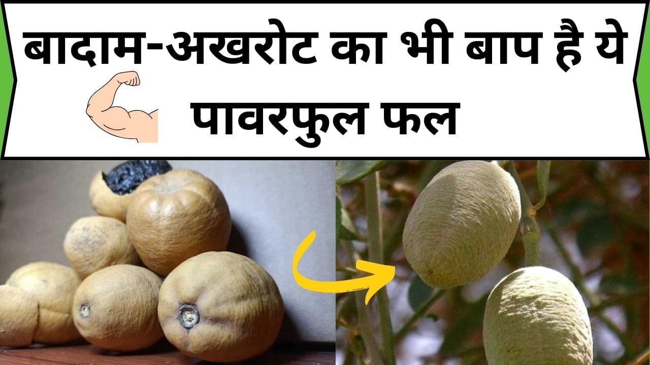 बादाम-अखरोट का भी बाप है ये पावरफुल फल, डाइट में शामिल करने से इम्यूनिटी पावर होती है स्ट्रांग और रोग मुक्त बनता है शरीर, जाने नाम और काम